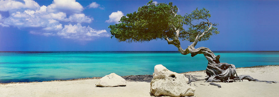 Canvas or Paper Print of Twisted Tree