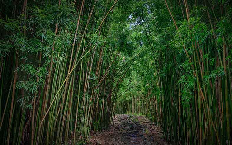 Canvas or Paper Print of Bamboo Forest