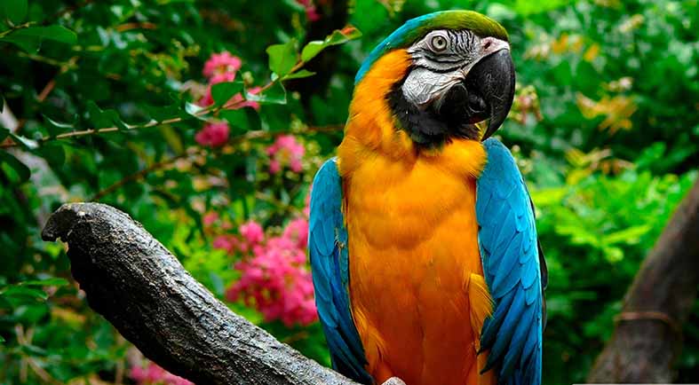 Canvas or Paper Print of Parrot
