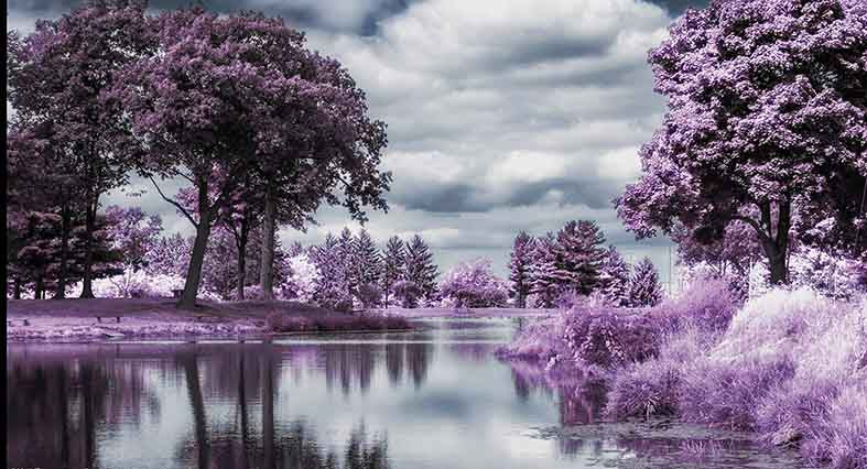 Canvas or Paper Print of Fantasy Purple Forest