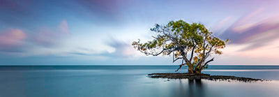 Canvas or Paper Print of Lone Mangrove Tree No.2