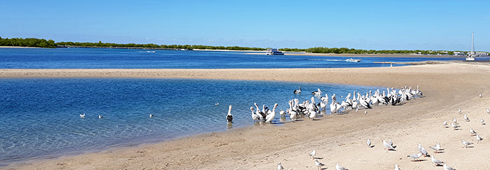 Canvas or Paper Print of Pelicans on Beach (Labrador)