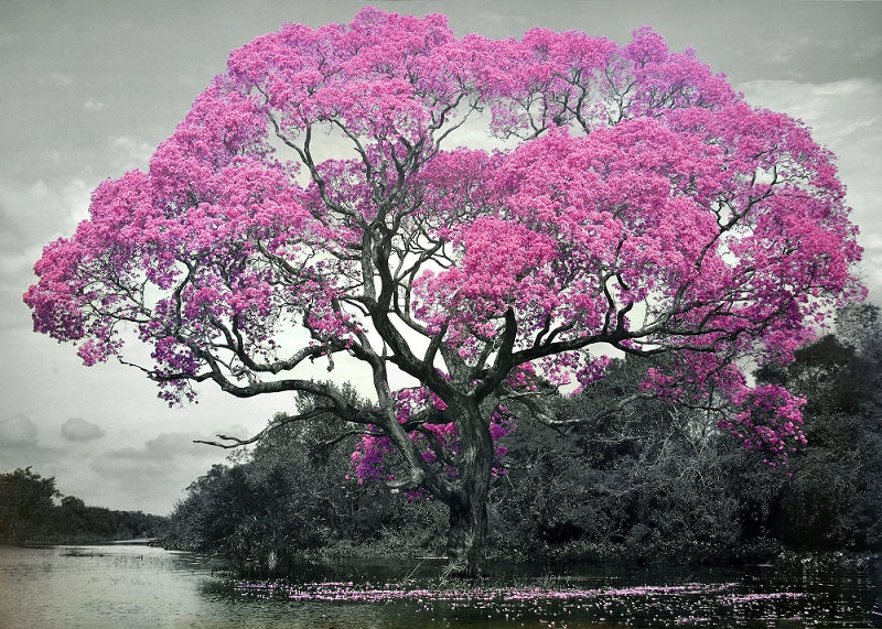 Canvas or Paper Print of Pink Tree