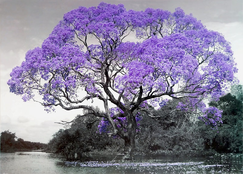 Canvas or Paper Print of Purple Tree