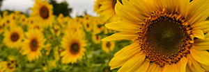 Canvas or Paper Print of Sunflowers No.2
