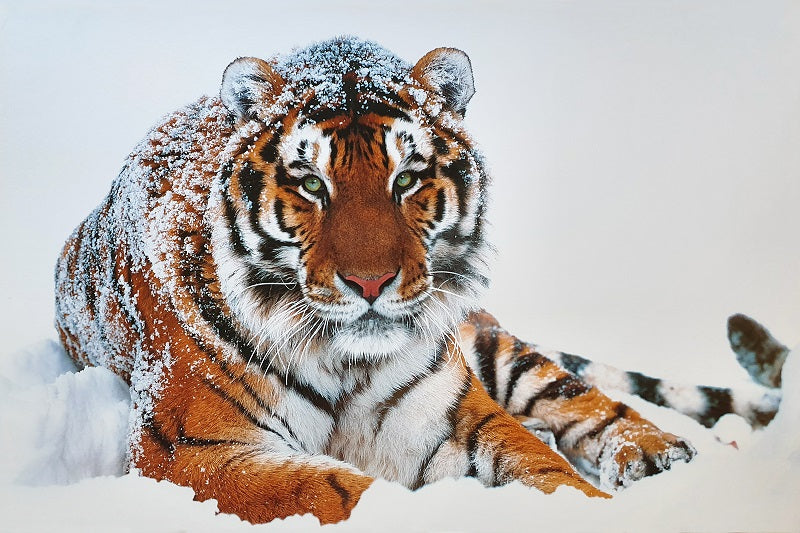 Canvas or Paper Print of Tiger on Snow