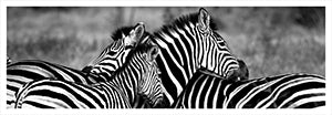 Canvas or Paper Print of Zebras