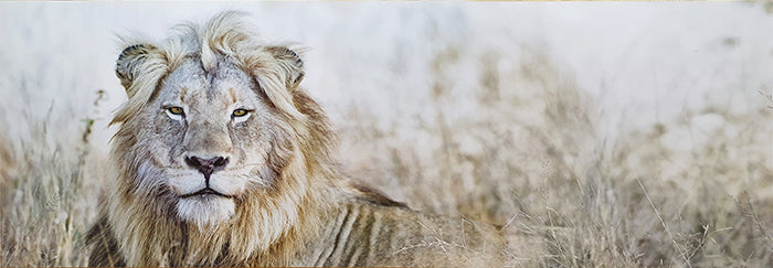 Canvas or Paper Print of Lion in Grass