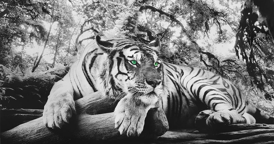 Canvas or Paper Print of black and white Tiger