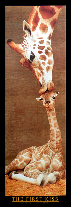 Canvas or Paper Print of The First Giraffe Kiss