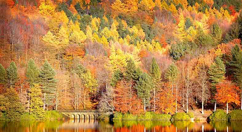 Canvas or Paper Print of Autumn And Lake