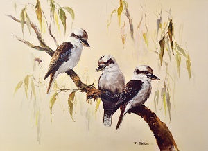 Framed Print of Kookaburras by Hanson