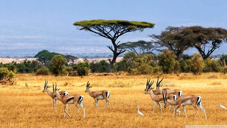 Canvas or Paper Print of Gazelle