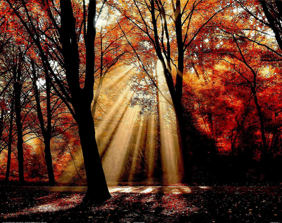 Canvas or Paper Print of Autumn Rays