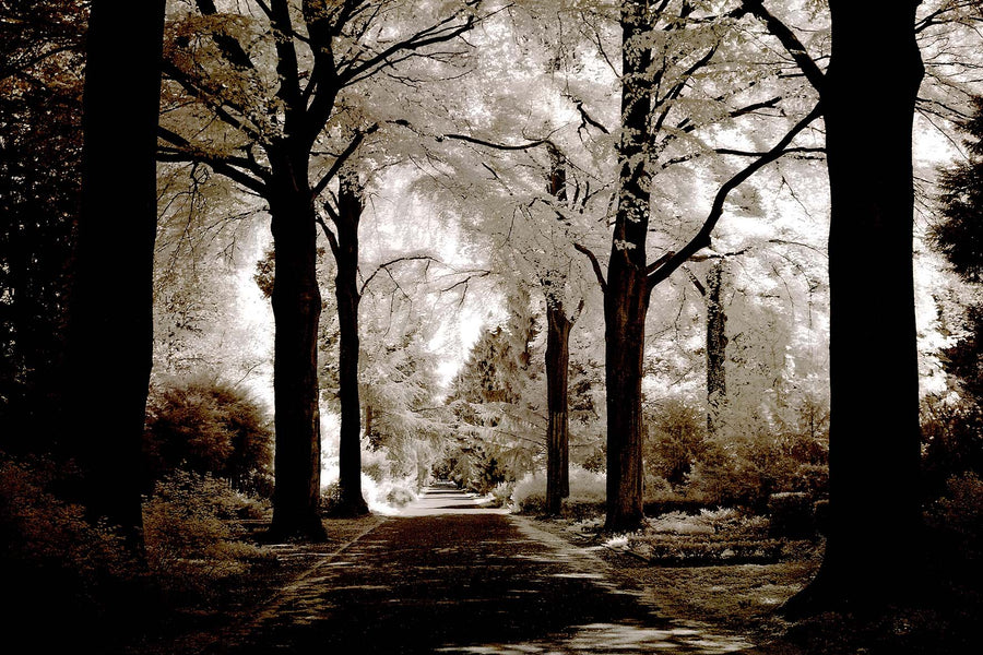 Canvas or Paper Print of Tree Path No.1