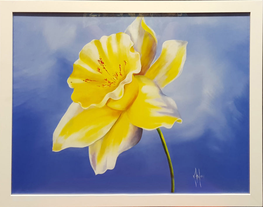 Framed Print of Buttercup