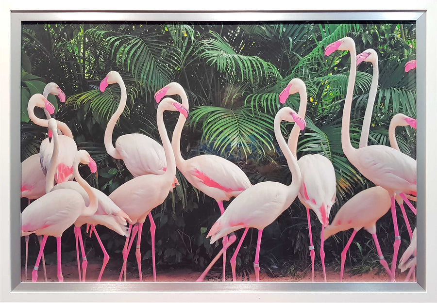 Framed Print of Flamingo's