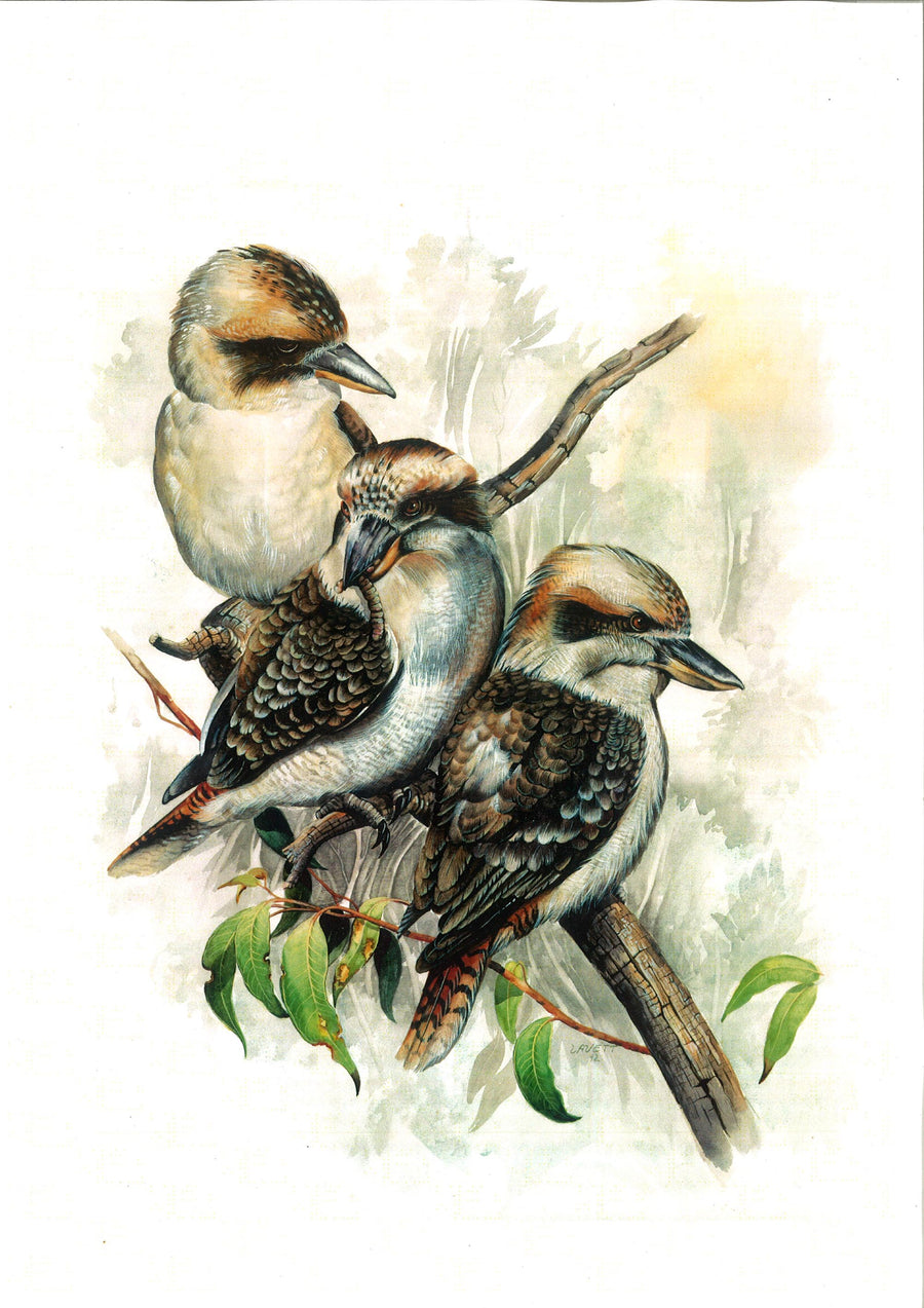 Canvas or Paper Print of Kookaburras No.2