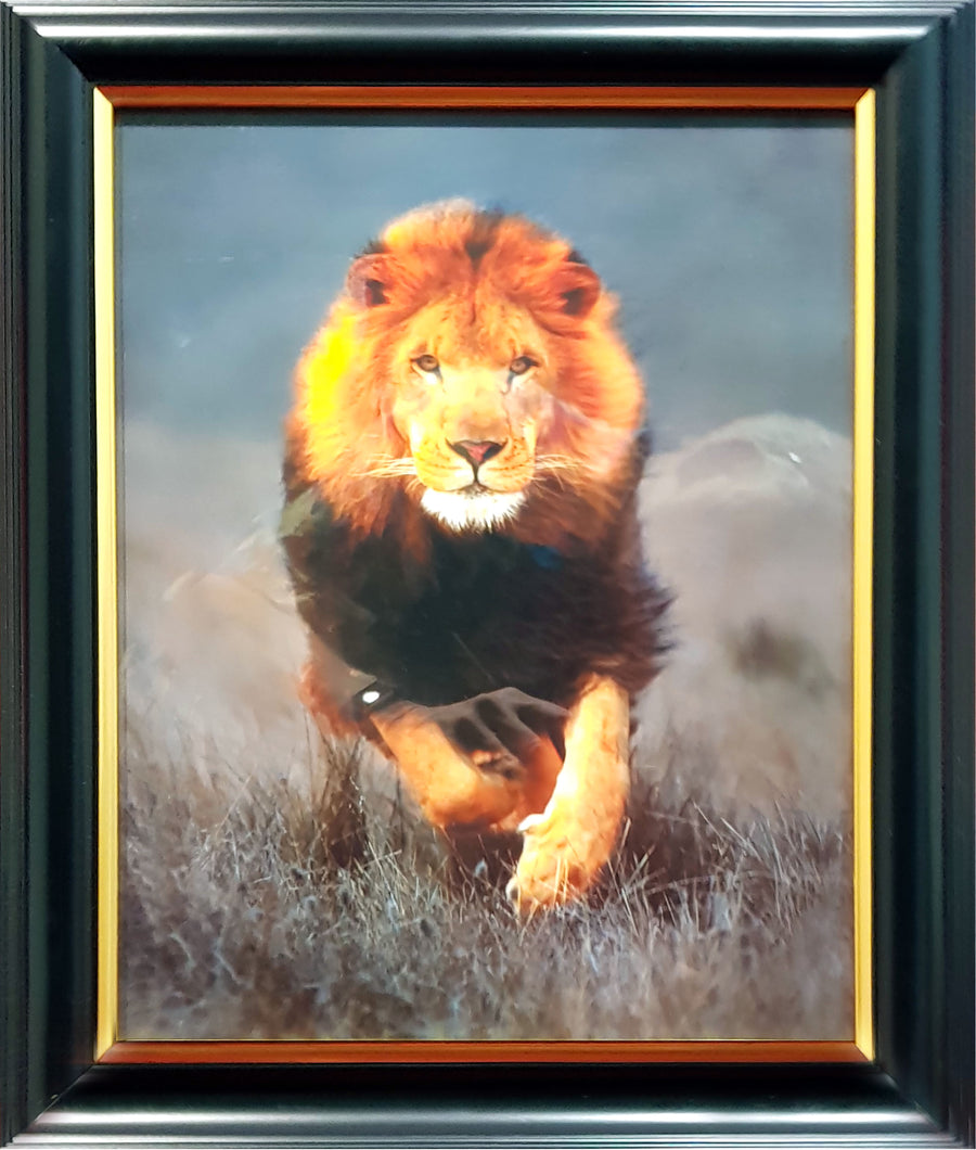 Framed Print of Lion Charging