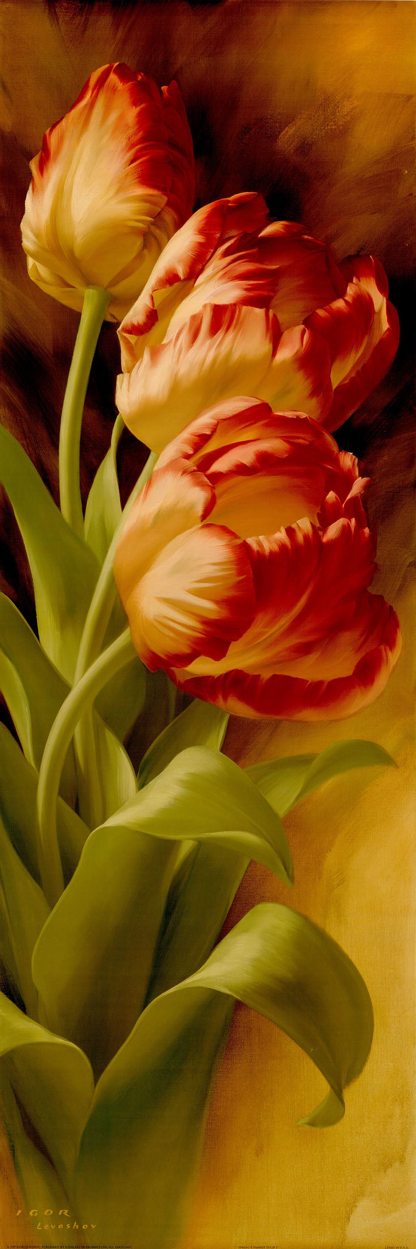 Canvas or Paper Print of Red Tulips No.2