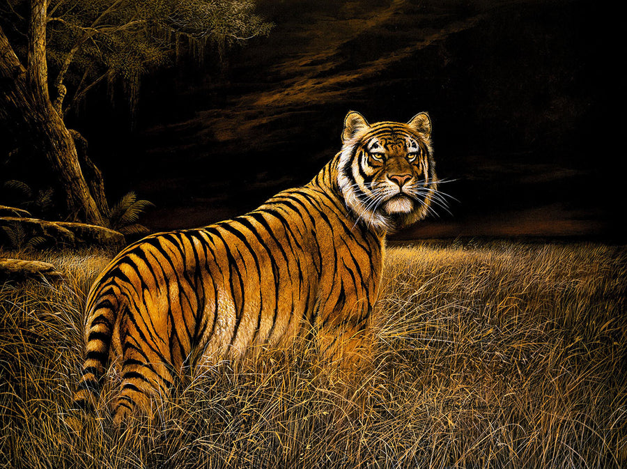 Canvas or Paper Print of Tiger No.2