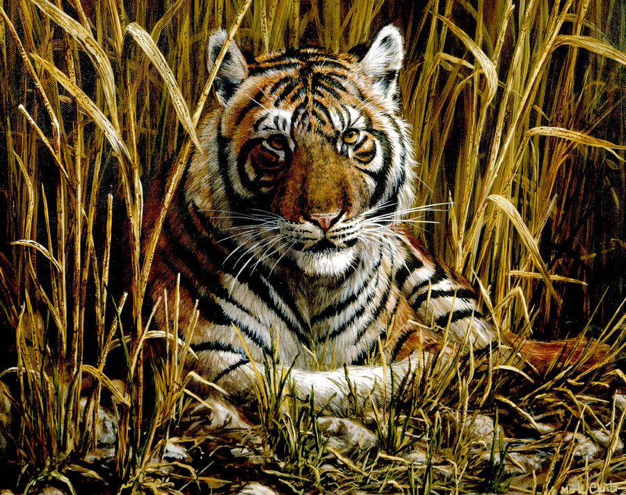 Canvas or Paper Print of Tiger No.3