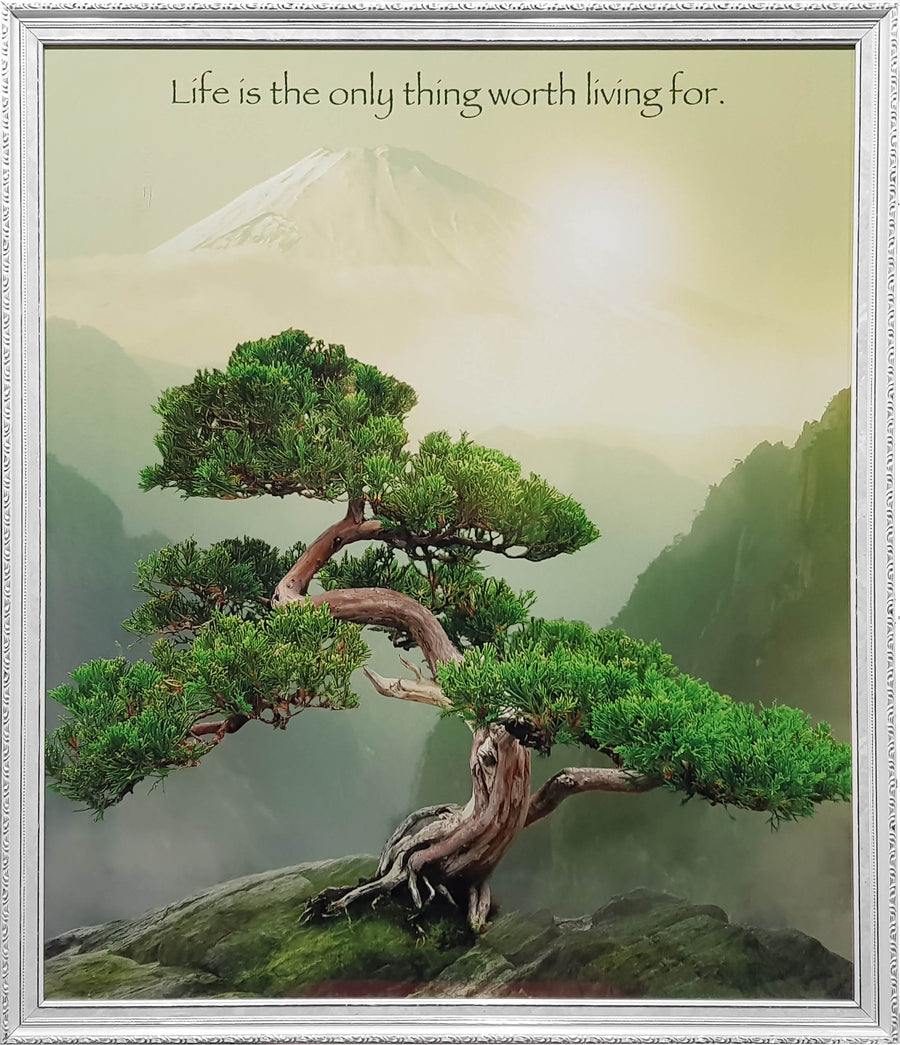 Framed Print of Tree Of Life