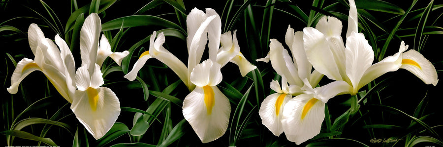 Canvas or Paper Print of White Iris