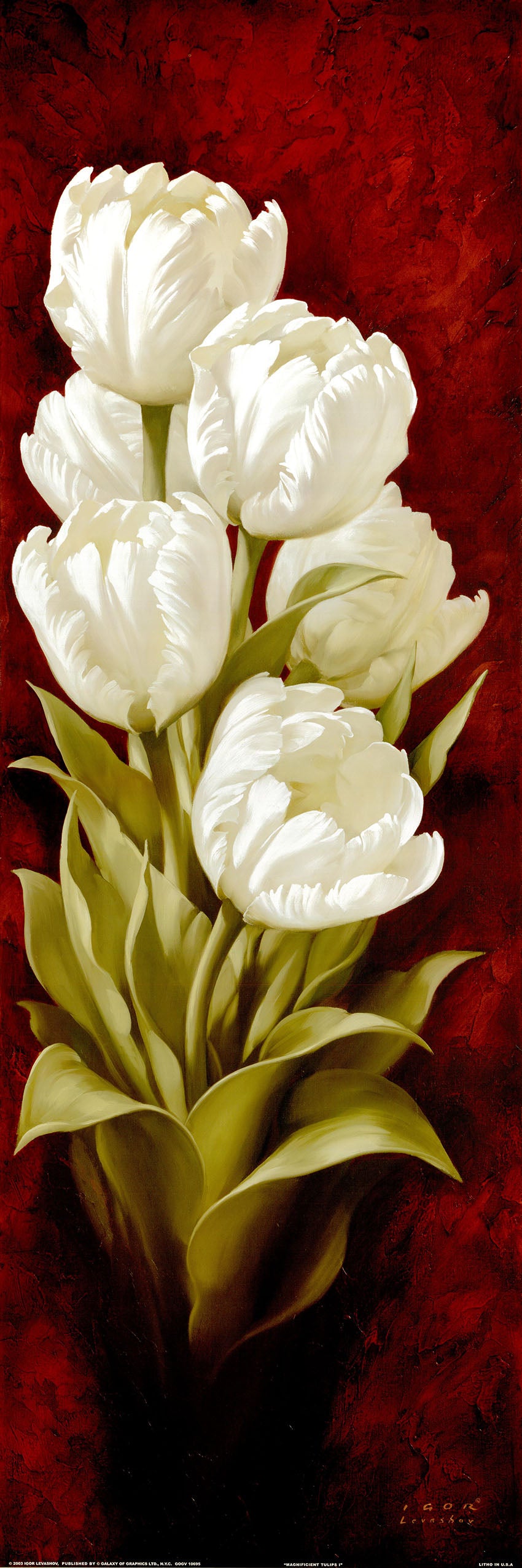 Canvas or Paper Print of White Tulips No.2