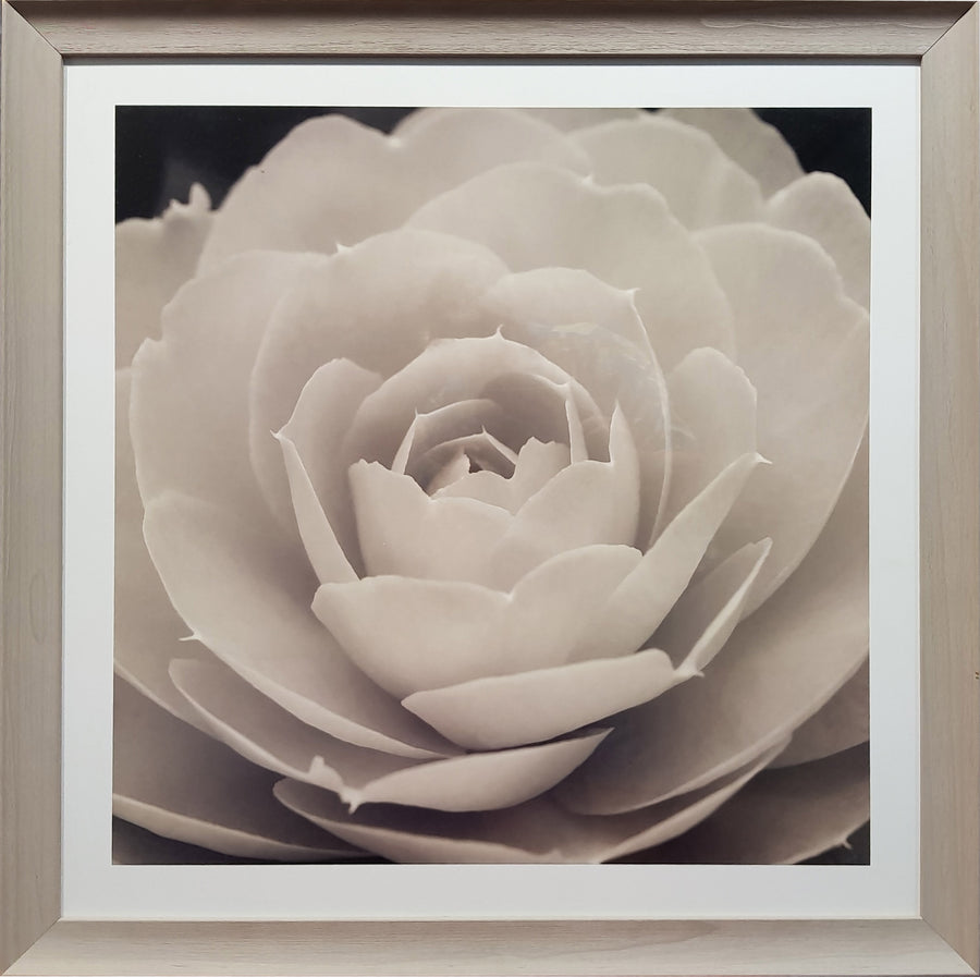 Framed Print of Black and White Rose No.1