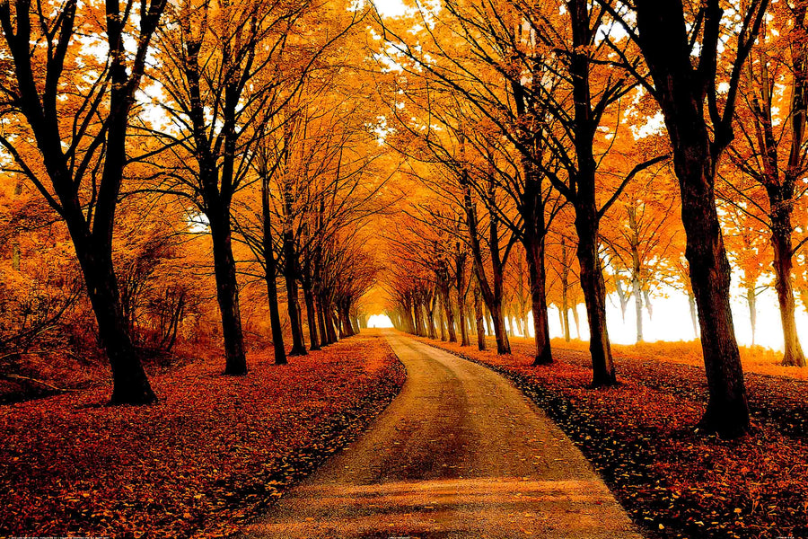 Canvas or Paper Print of Autumn Pathway No.1