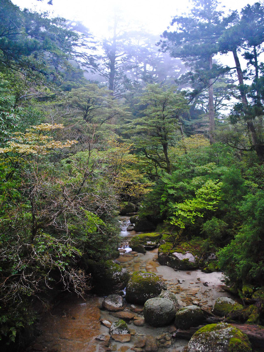 Canvas or Paper Print of Forest Stream