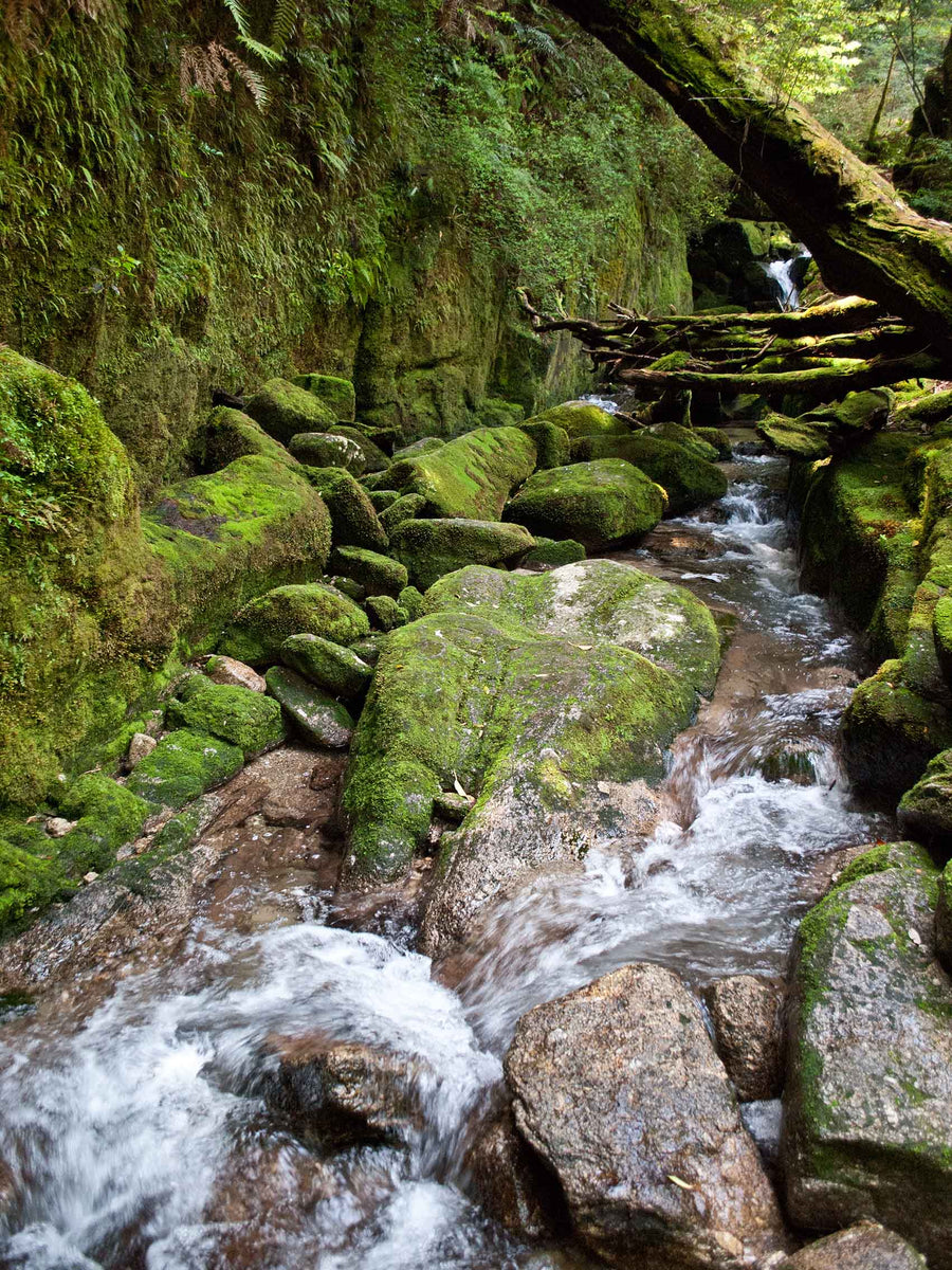 Canvas or Paper Print of Mossy Stream