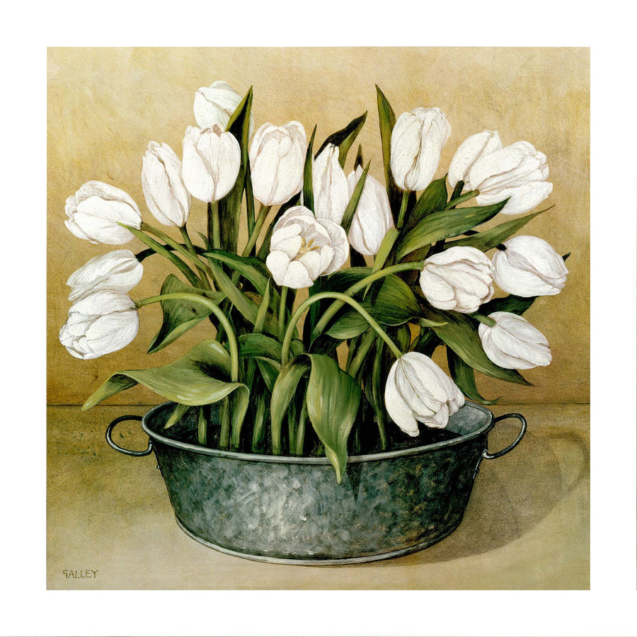 Canvas or Paper Print of White Tulips
