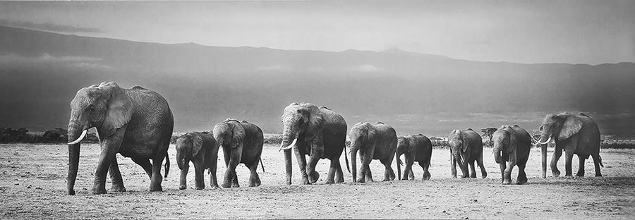 Canvas or Paper Print of Elephants Walking