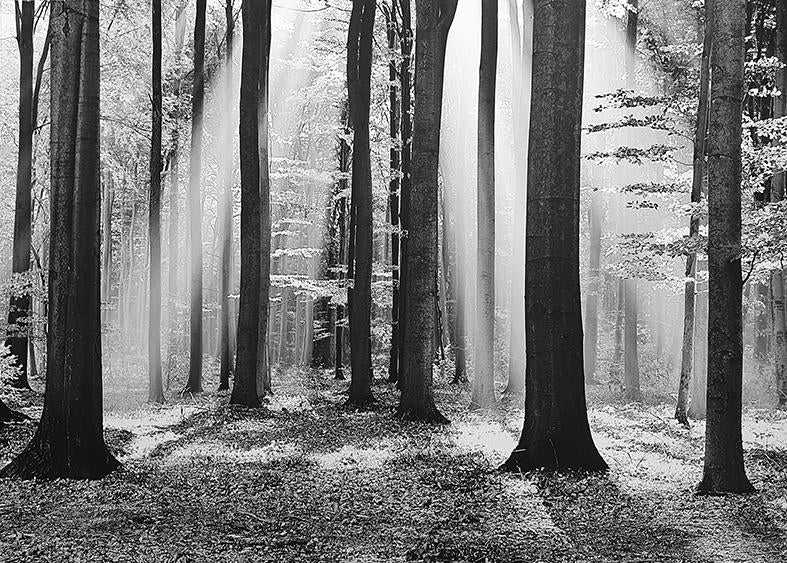 Canvas or Paper Print of Black And White Forest