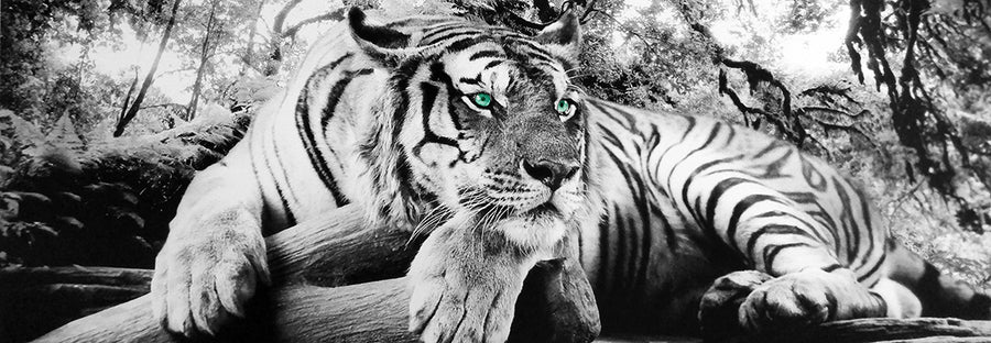 Canvas or Paper Print of Tiger